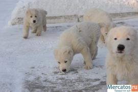 Щенки алабая 2