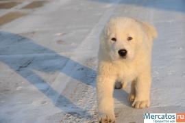 Щенки алабая 3