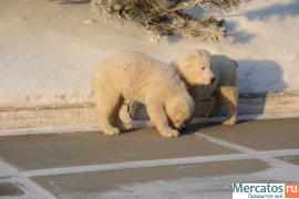 Щенки алабая 4