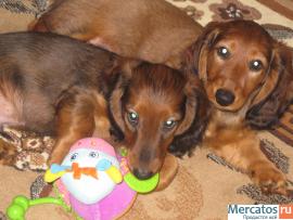 Продаються д/ш стандартные таксята 2