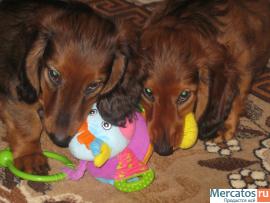 Продаються д/ш стандартные таксята