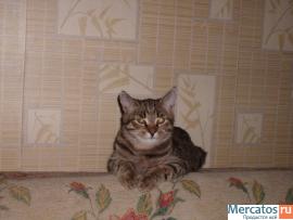 Отдам в добрые и хорошие руки котёнка