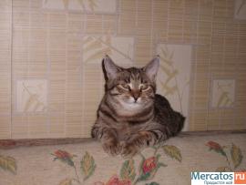 Отдам в добрые и хорошие руки котёнка 2