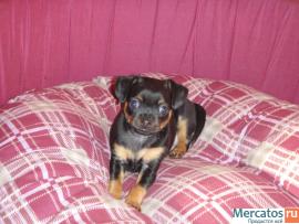 Щенки русского той терьера