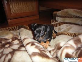 Щенки русского той терьера 2