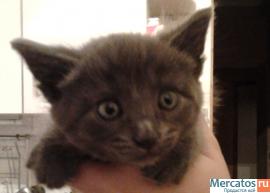 милый котёнок