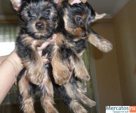 две девчёнки.