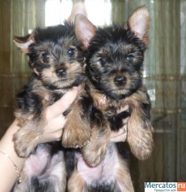 две девчёнки. 2