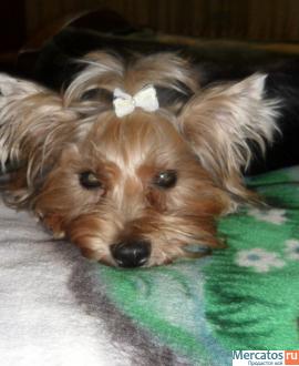 две девчёнки. 3