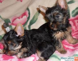 Милые йорки.