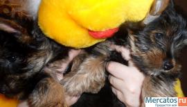 Милые йорки. 2