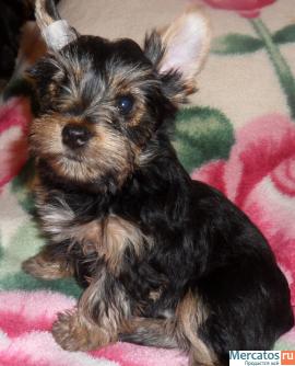 Милые йорки. 3