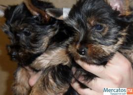 Красивые девочки йорк.