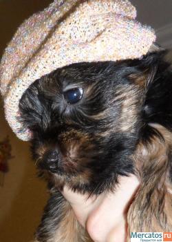 Красивые девочки йорк. 2