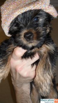 Красивые девочки йорк. 3