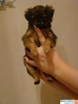 щенки длинношерстного Той-терьера