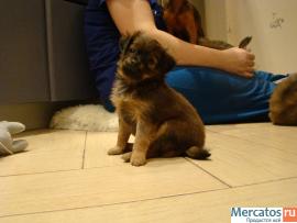 щенки длинношерстного Той-терьера 2