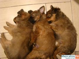 щенки длинношерстного Той-терьера 3