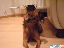 щенки длинношерстного Той-терьера 4