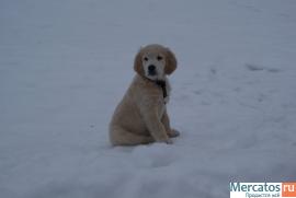 щенок золотистого ретривера