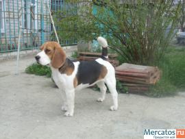 БИГЛЬ щенки