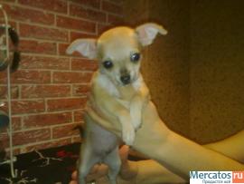 мальчик чихуахуа