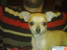 мальчик чихуахуа 2