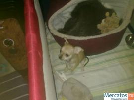 мальчик чихуахуа 3