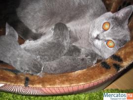 Продаются котята - британские короткошерстные