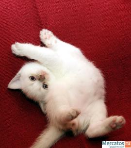 ШИКАРНЫЙ БЕЛЫЙ КОТЕНОК 2