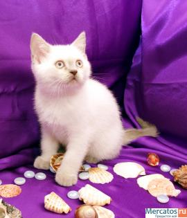 ШИКАРНЫЙ БЕЛЫЙ КОТЕНОК 3