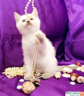 ШИКАРНЫЙ БЕЛЫЙ КОТЕНОК