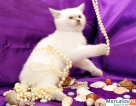 ШИКАРНЫЙ БЕЛЫЙ КОТЕНОК 4