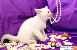 ШИКАРНЫЙ БЕЛЫЙ КОТЕНОК 5