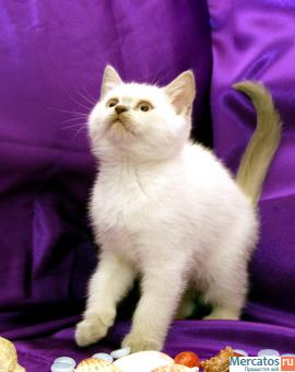 ШИКАРНЫЙ БЕЛЫЙ КОТЕНОК 6