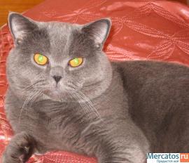 Приглашаем привитых кошечек на вязку!