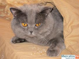 Приглашаем привитых кошечек на вязку! 2