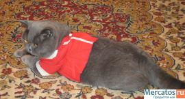 Приглашаем привитых кошечек на вязку! 3