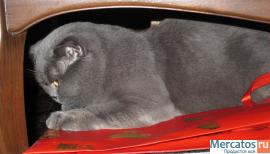 Приглашаем привитых кошечек на вязку! 4