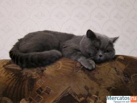 Приглашаем привитых кошечек на вязку! 5