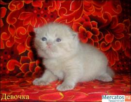 ШОТЛАНДСКИЕ КЛУБНЫЕ КОТЯТА