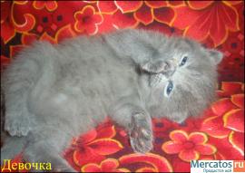 ШОТЛАНДСКИЕ КЛУБНЫЕ КОТЯТА 2
