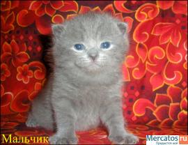 ШОТЛАНДСКИЕ КЛУБНЫЕ КОТЯТА 3