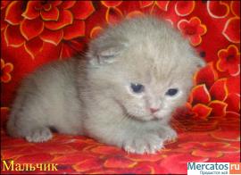 ШОТЛАНДСКИЕ КЛУБНЫЕ КОТЯТА 4