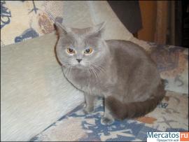 ШОТЛАНДСКИЕ КЛУБНЫЕ КОТЯТА 5