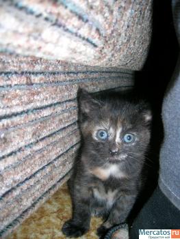 Отдам котят.