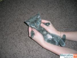 Отдам котят. 2