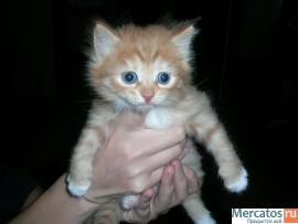 Отдам котят. 3