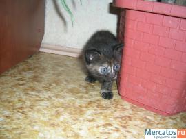 Отдам котят. 4