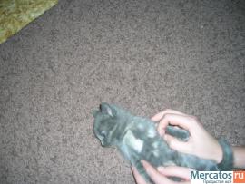 Отдам котят. 5